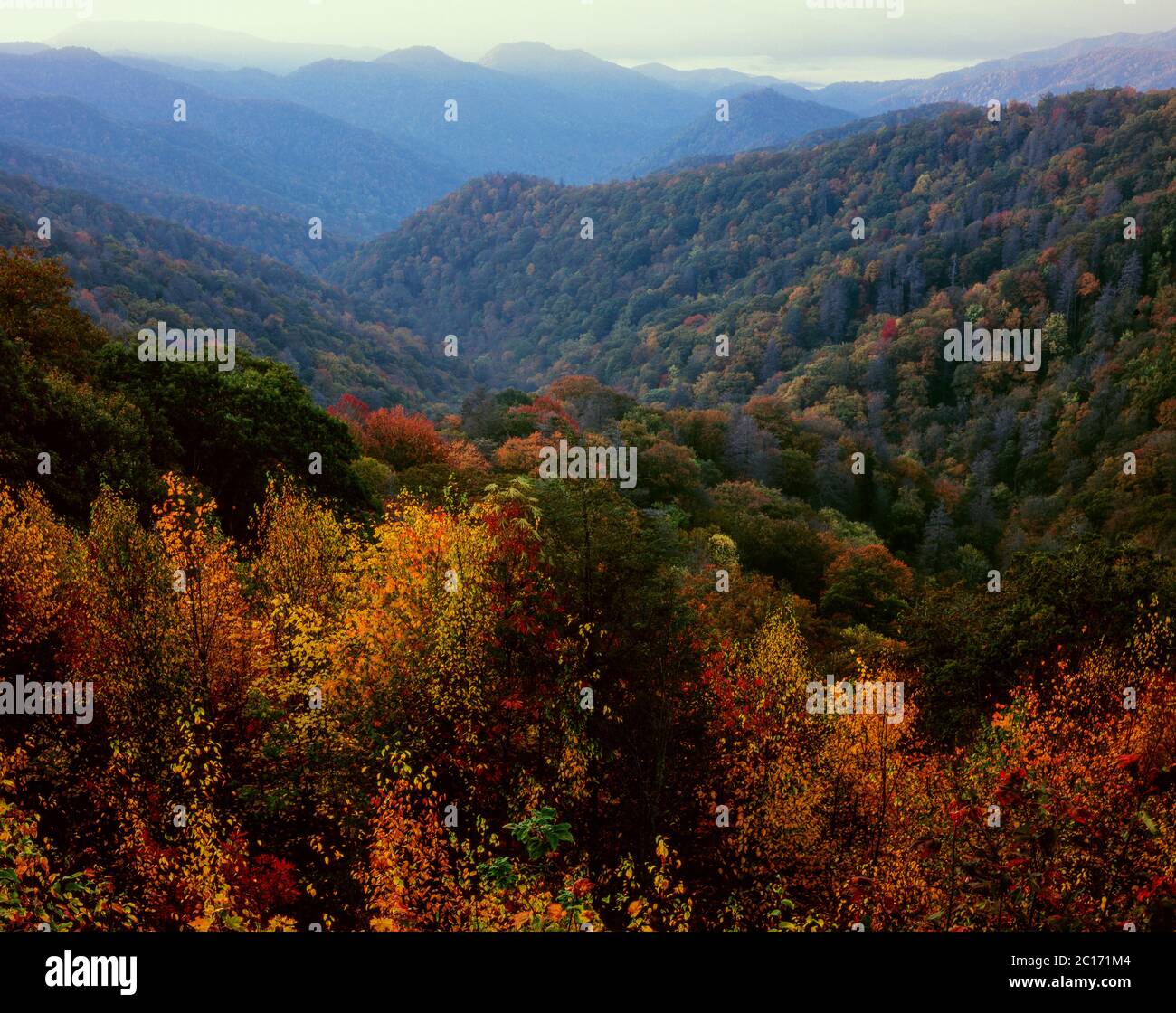 Herbst, Deep Creek Drainage, Great Smoky Mountains National Park, North Carolina Stockfoto
