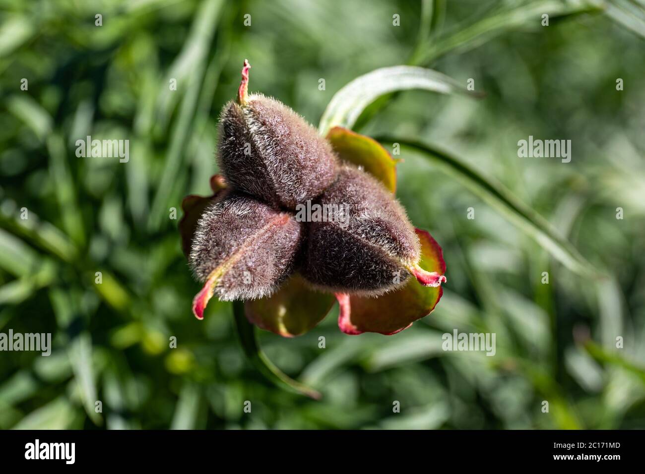 Nahaufnahme der Pfingstrose (Paeonia x Hybrida) Stockfoto