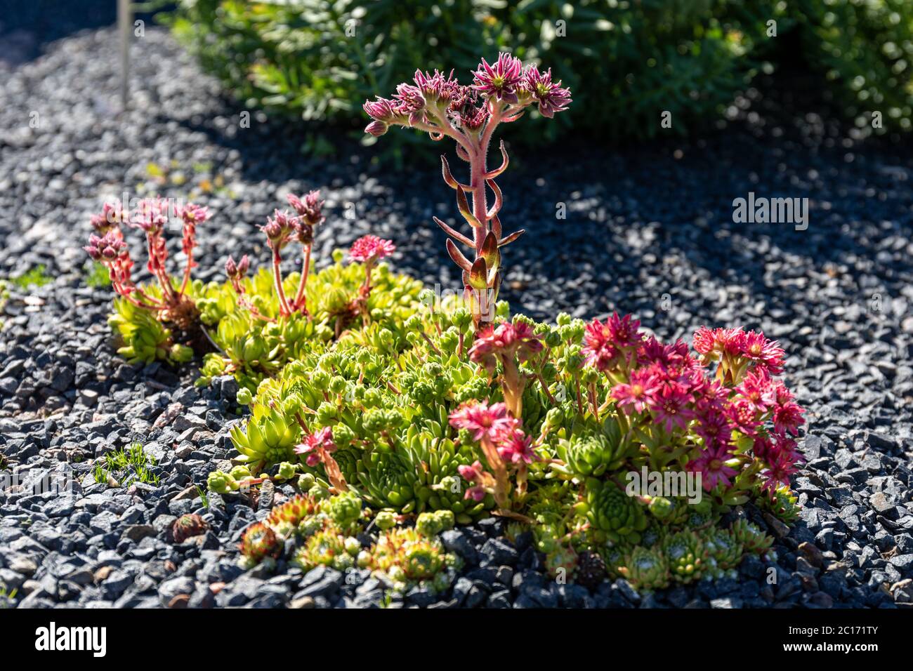 Rosa Blüten von Spinnennetz-Hauslauch (Sempervivum arachnoideum) von untergehenden Sonne beleuchtet Stockfoto