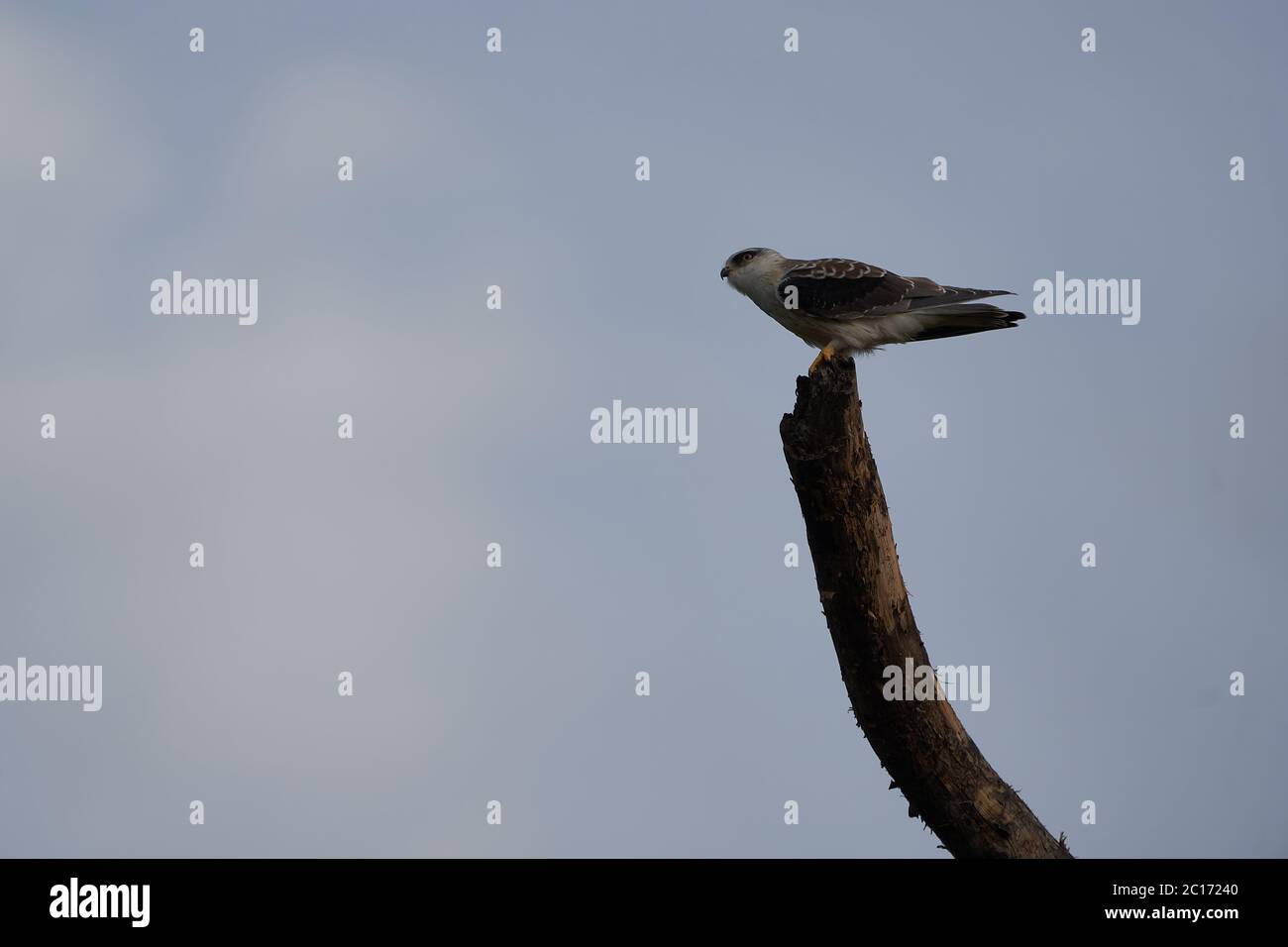 Schwarzflügeldrachen Elanus caeruleus auch als Schwarzschulter bekannt Stockfoto