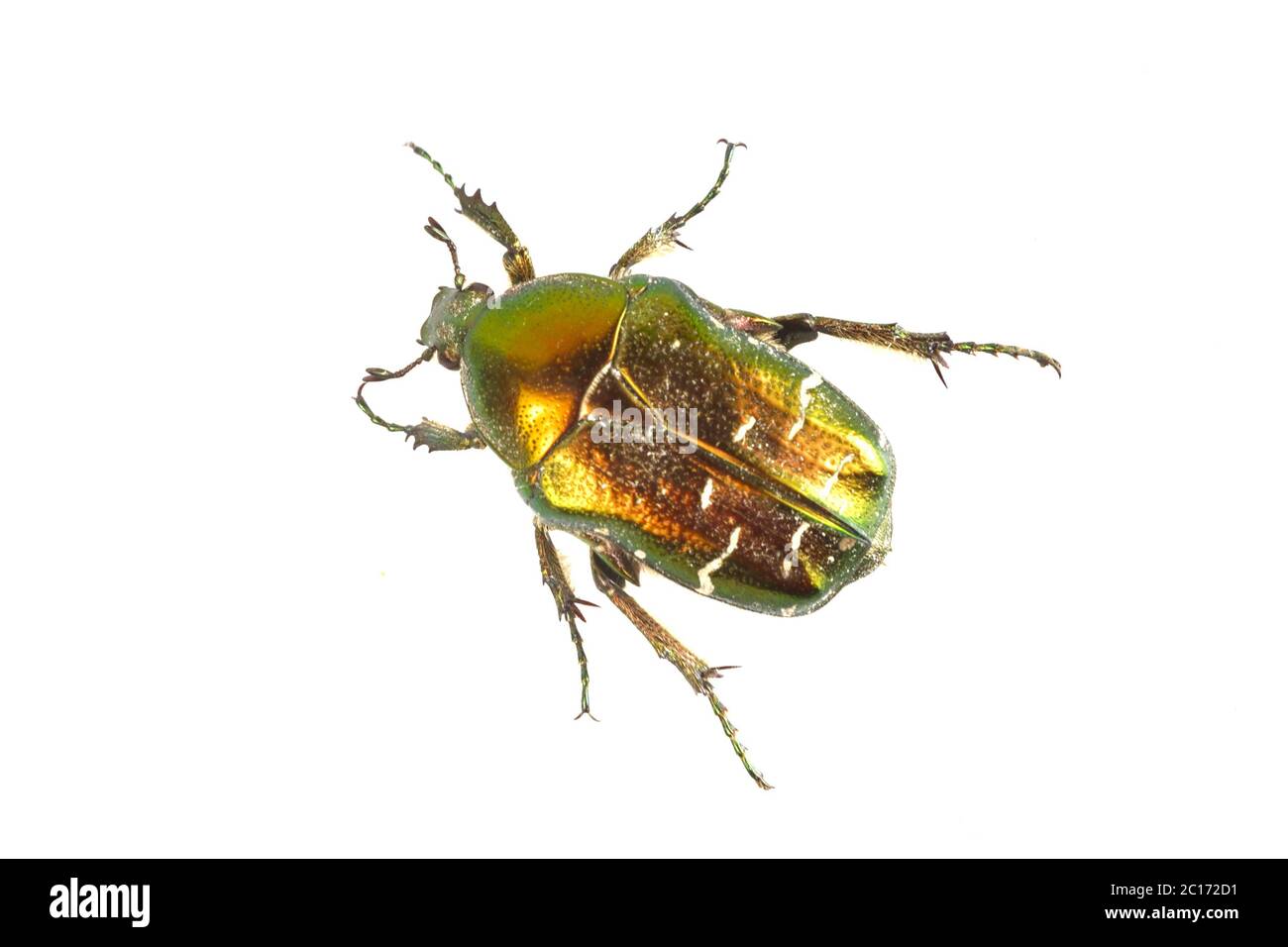Rose Chafer (Cetonia Aurata) isoliert auf weißem Hintergrund Stockfoto