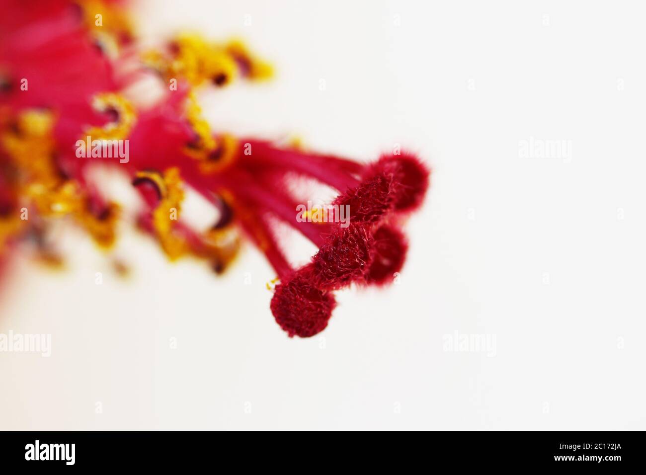 Makro rot Stempel und gelbe Blume Staubblätter Hibiscus Familie Malvaceaeon weißen Hintergrund. Stockfoto
