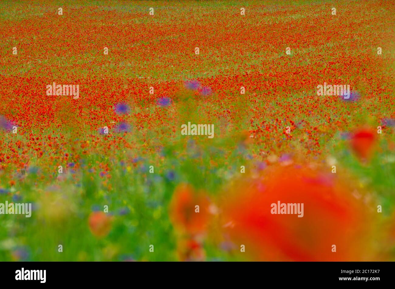 Ein großes und schönes Feld voller roter Mohnblumen und anderer Wildblumen in Biodervisität in Deutschland Stockfoto
