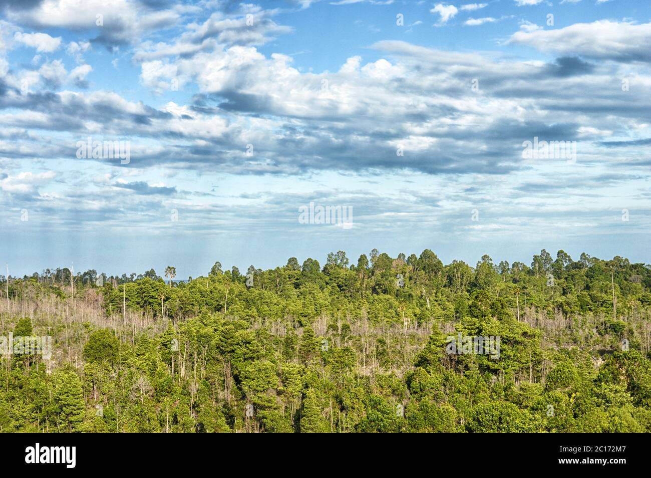 Panoramablick auf die Berge tropische Wälder Stockfoto