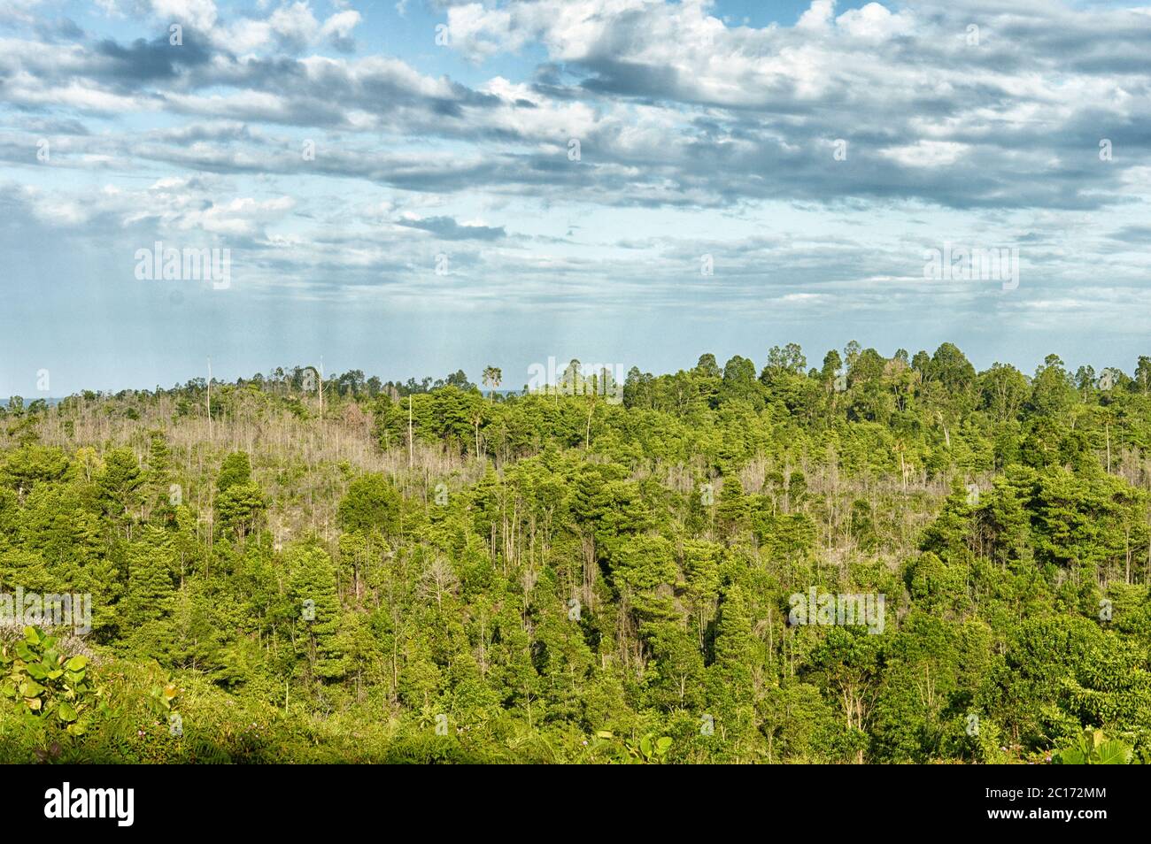 Panoramablick auf die Berge tropische Wälder Stockfoto