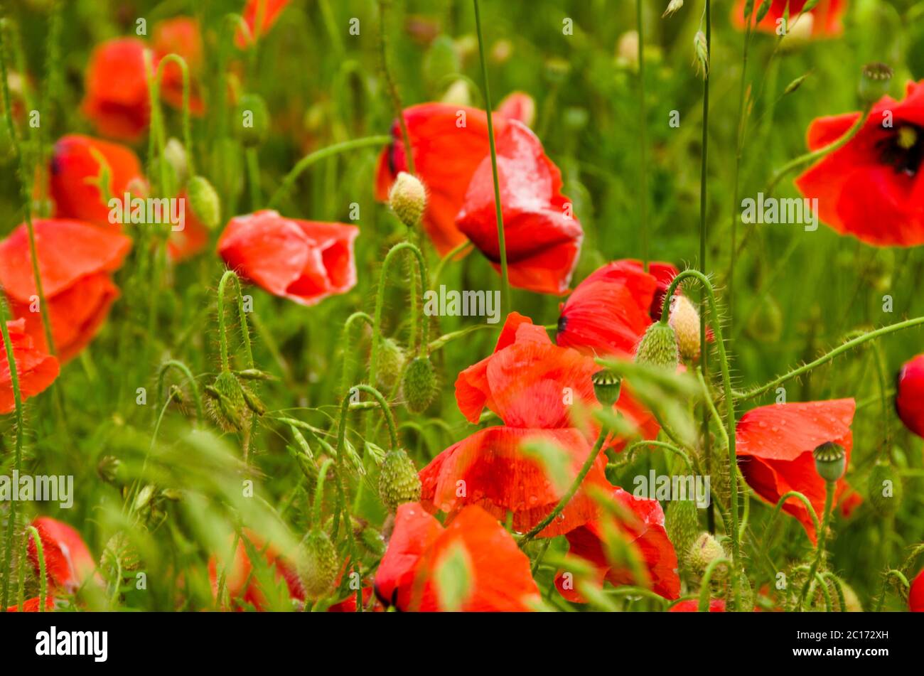 Rote bunte Mohnblumen im Vordergrund eines großen Feldes voller Wildblumen, die im Sommer in Deutschland blühen Stockfoto