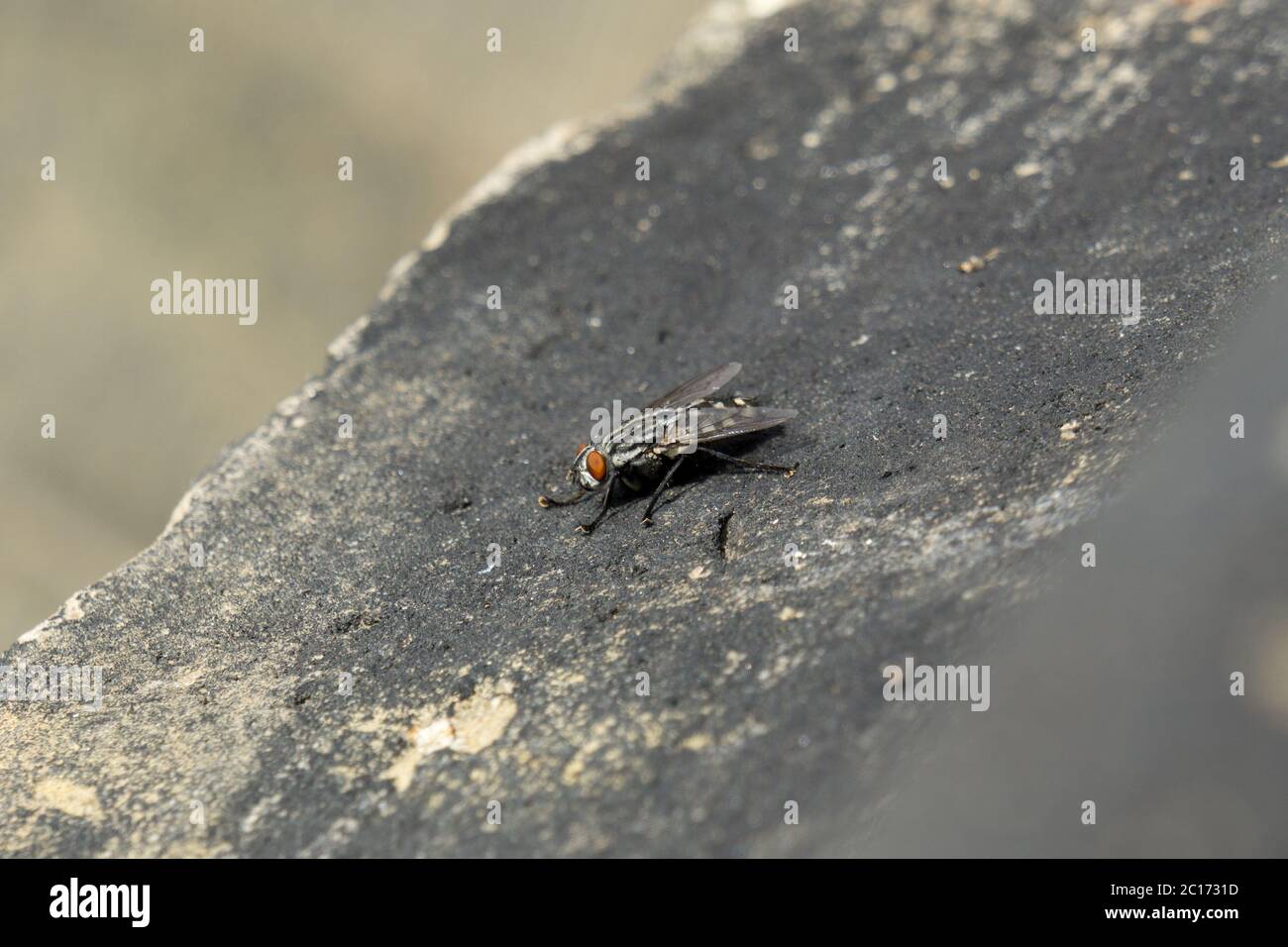 Fliegeninsekten auf dem Felsen Stockfoto