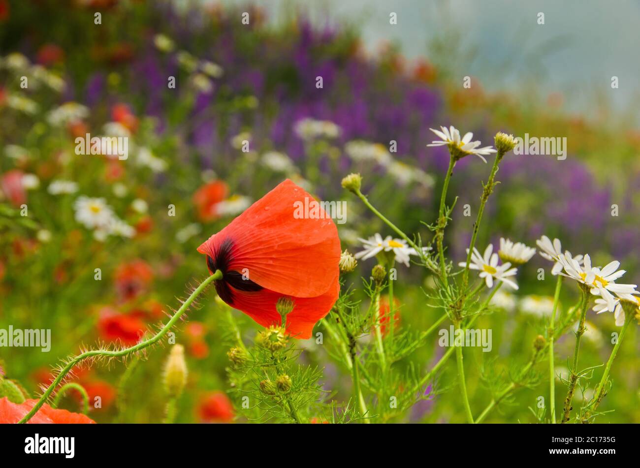 Rote bunte Mohnblumen im Vordergrund eines großen Feldes voller Wildblumen, die im Sommer in Deutschland blühen Stockfoto