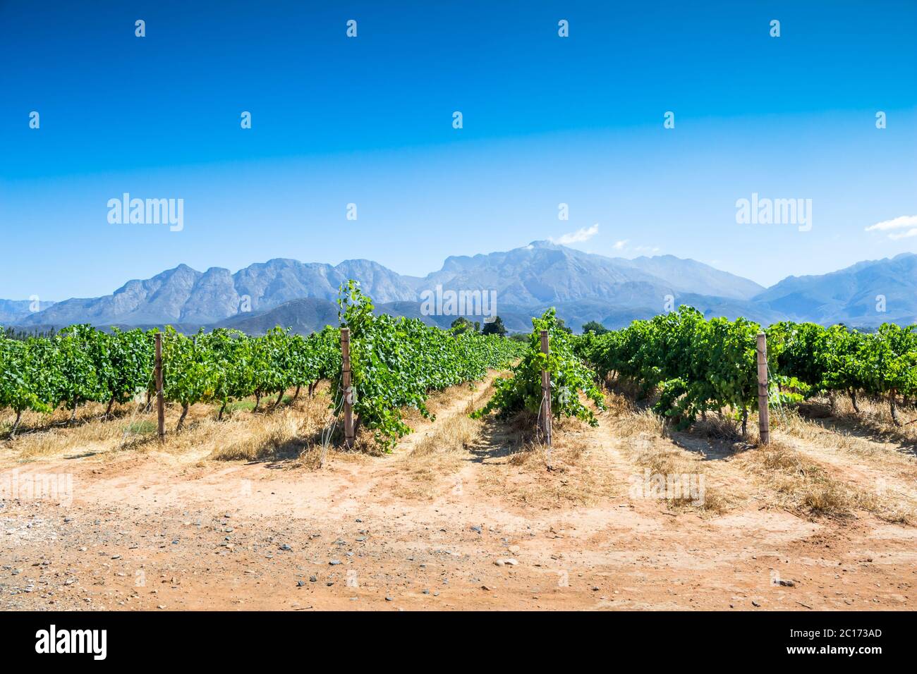 Reihen von Weinreben mit blauen Bergen im Hintergrund in Südafrika Stockfoto