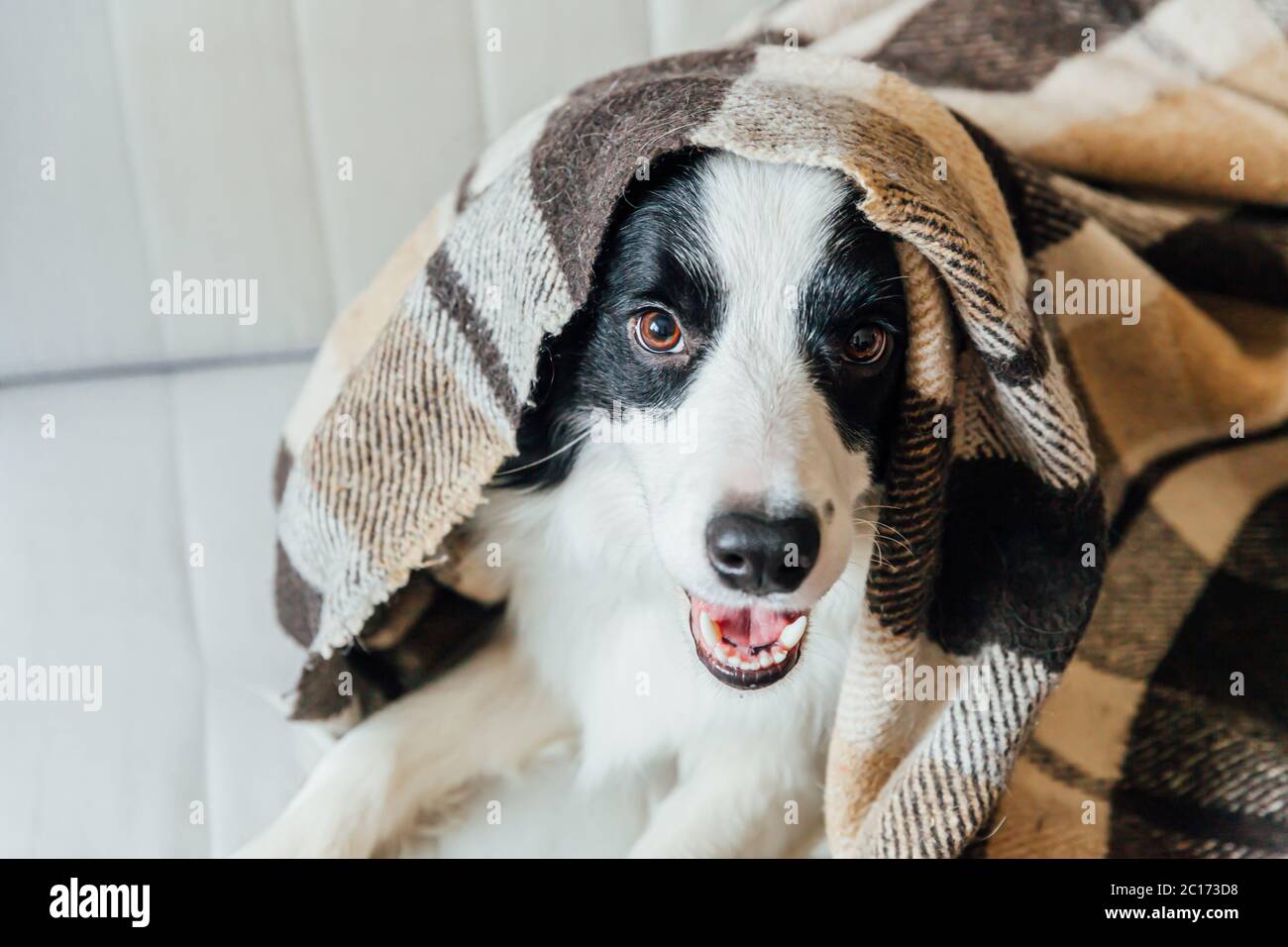 Hund Zu Warm In Der Wohnung Tierfallen Stockfotos und -bilder Kaufen - Alamy