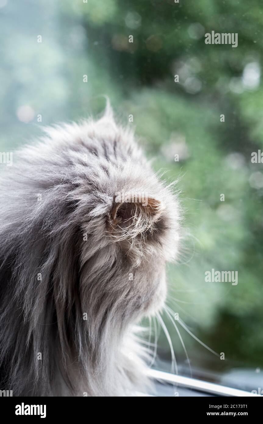 Wegschauen Katze Stockfoto