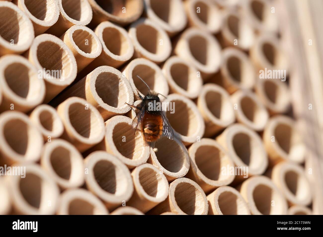 Osmia cornuta Europäische Obstgarten Biene Osmia orange Stockfoto