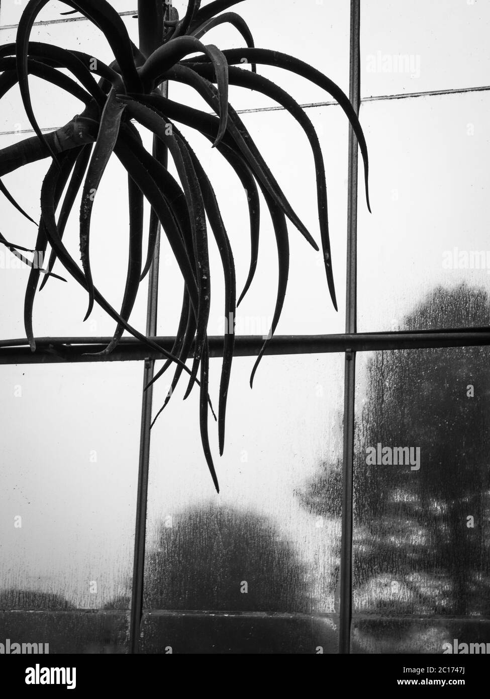 Monochrome (schwarz-weiß) Aufnahme einer Kaktuspflanze, die an einem Glashaus-Fenster im Botanischen Garten der Universität von Dundee, Dundee, Schottland, Großbritannien, dargestellt wird. Stockfoto