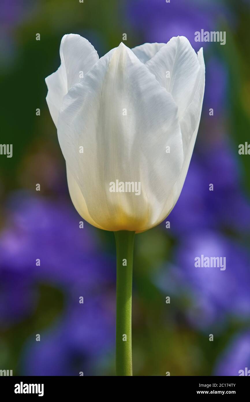 Weiße Tulpe Blume Stockfoto