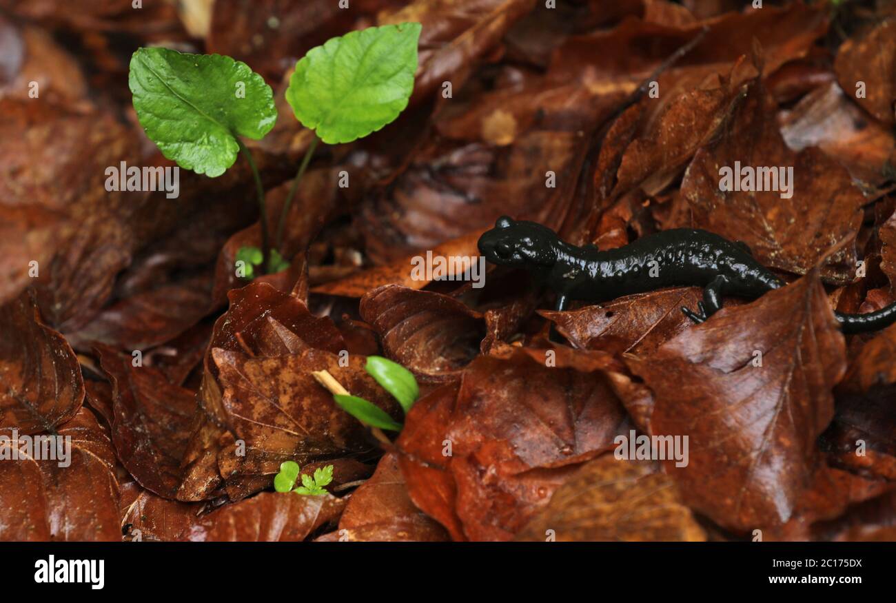 Schwarzer alpensalamander salamandra atra Fotos und Bildmaterial in