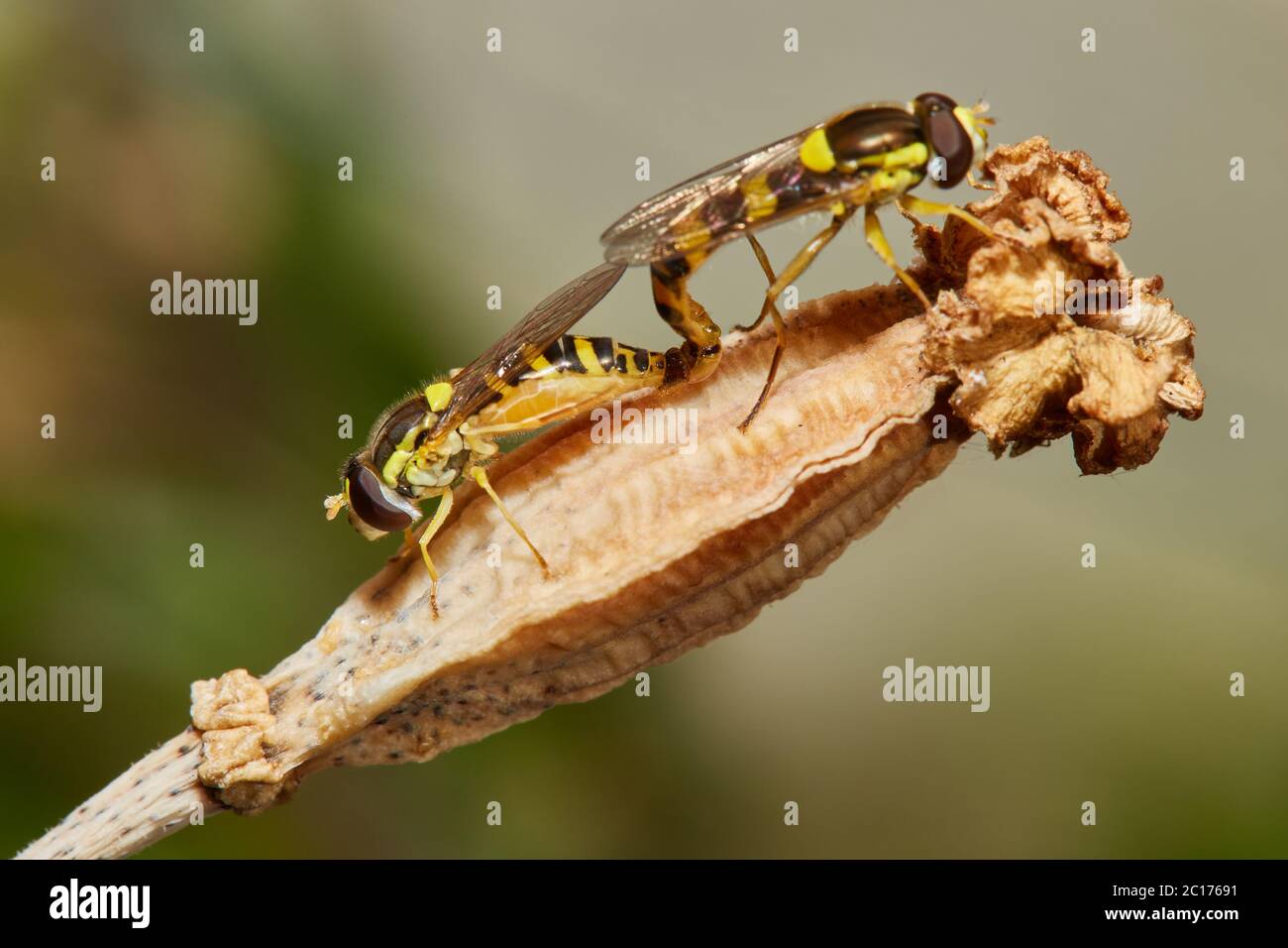 Ungeziefer in meinem Garten Stockfoto