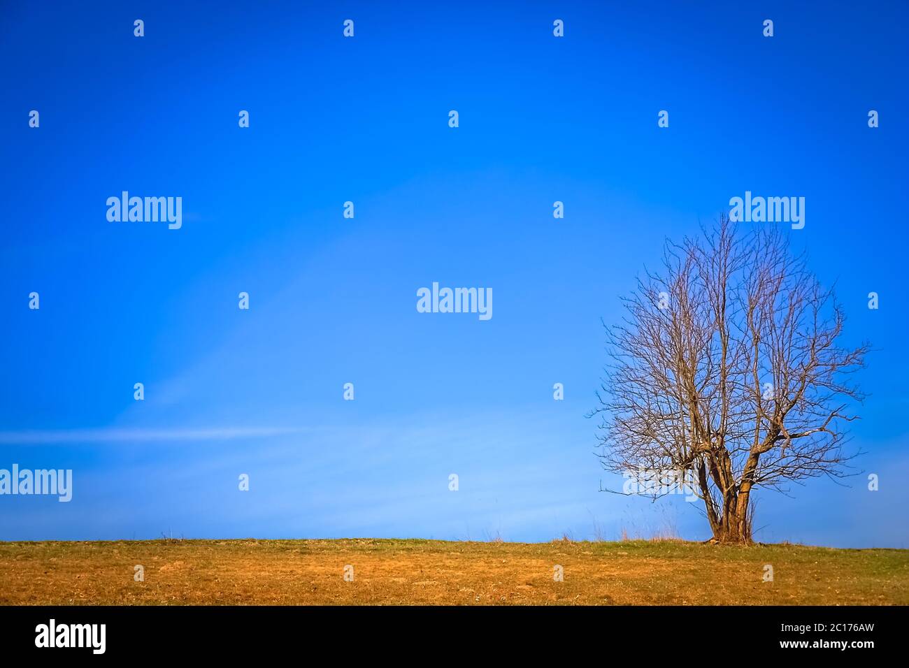 Einzelnen Baum im Feld Stockfoto
