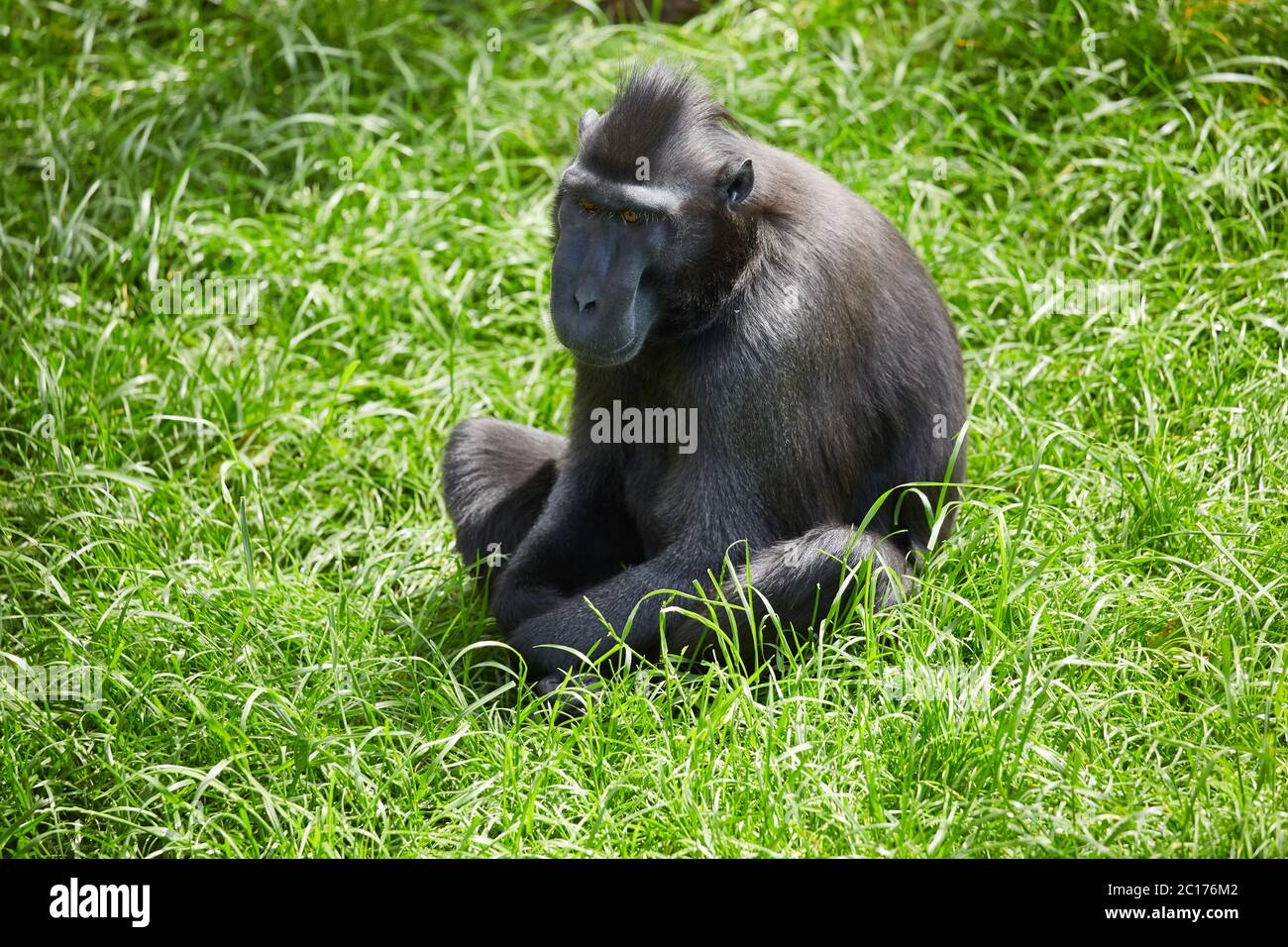 Sulawesi Crested Macaque Stockfoto