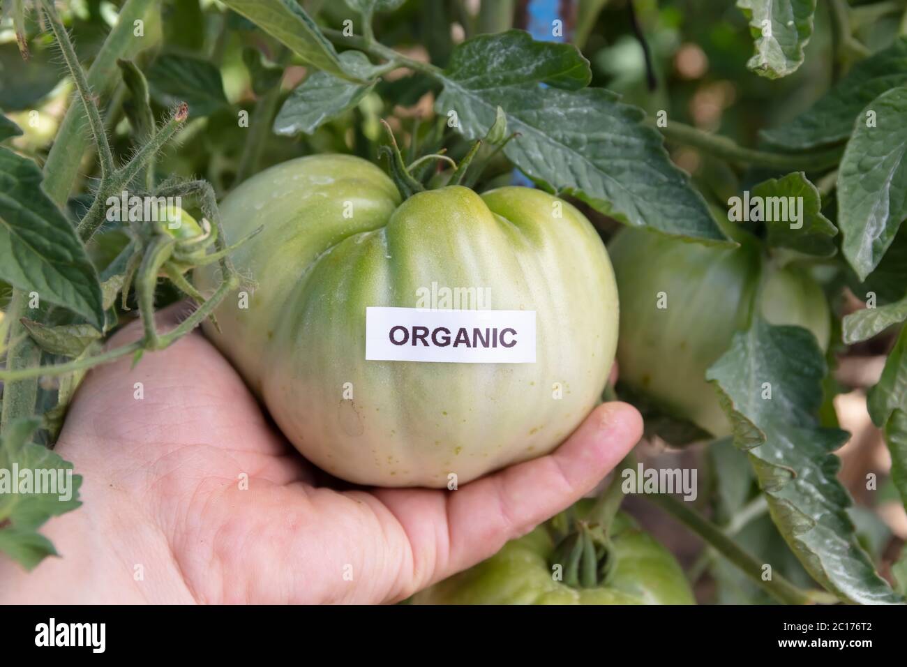 Bio-Tomaten-Geowing auf dem heimischen Garten. Stockfoto