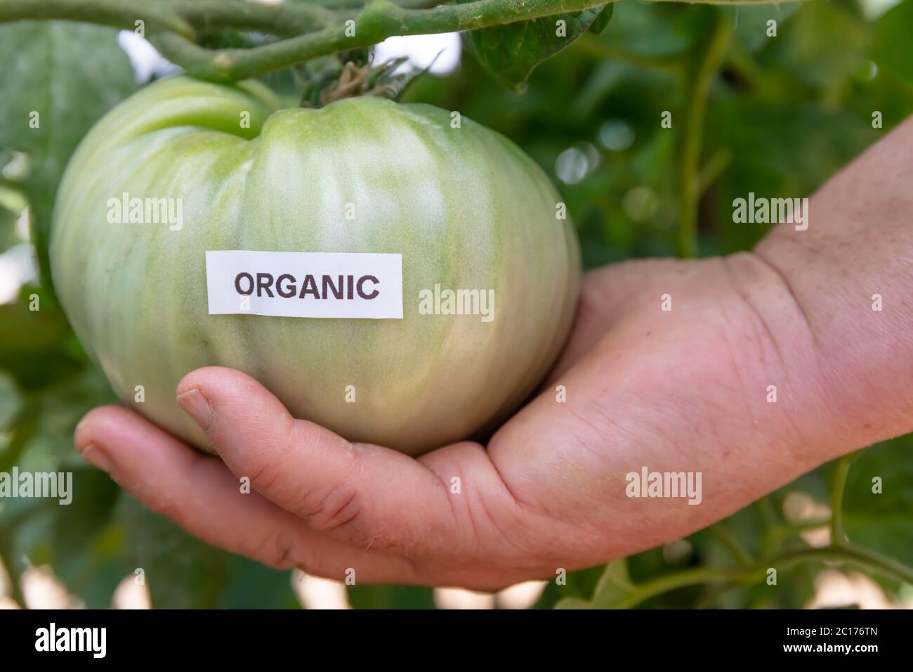 Bio-Tomaten-Geowing auf dem heimischen Garten. Stockfoto