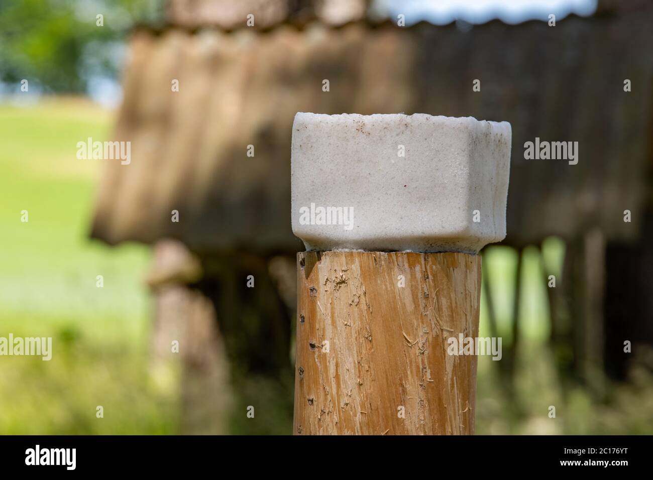 Wild Tier lecken auf einem Weidegrund. Futterplatz für Tiere im Wald. Sommersaison. Stockfoto