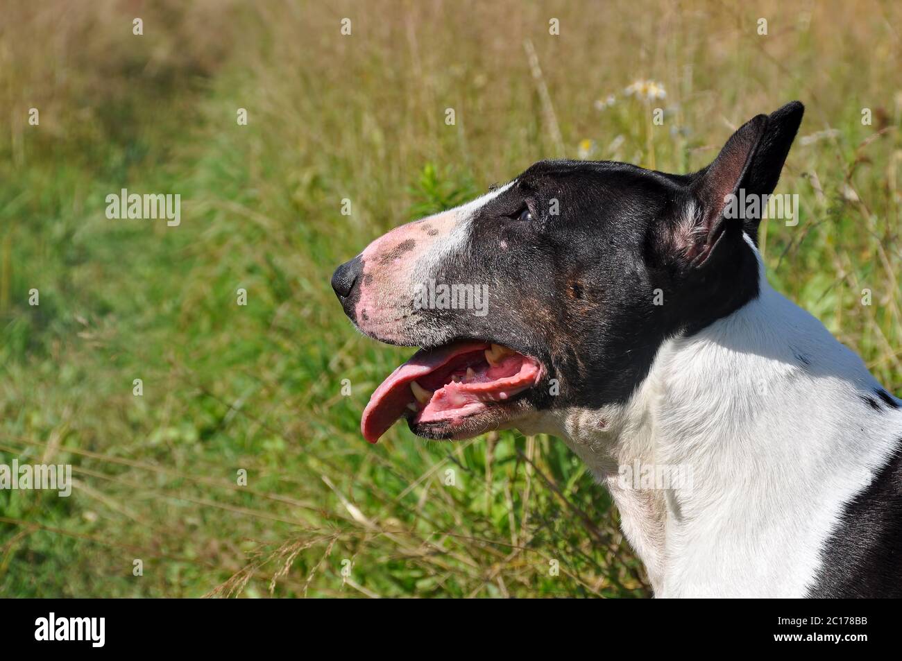 Miniatur Bull Terrier Hund auf Natur auf dem Feld Stockfoto