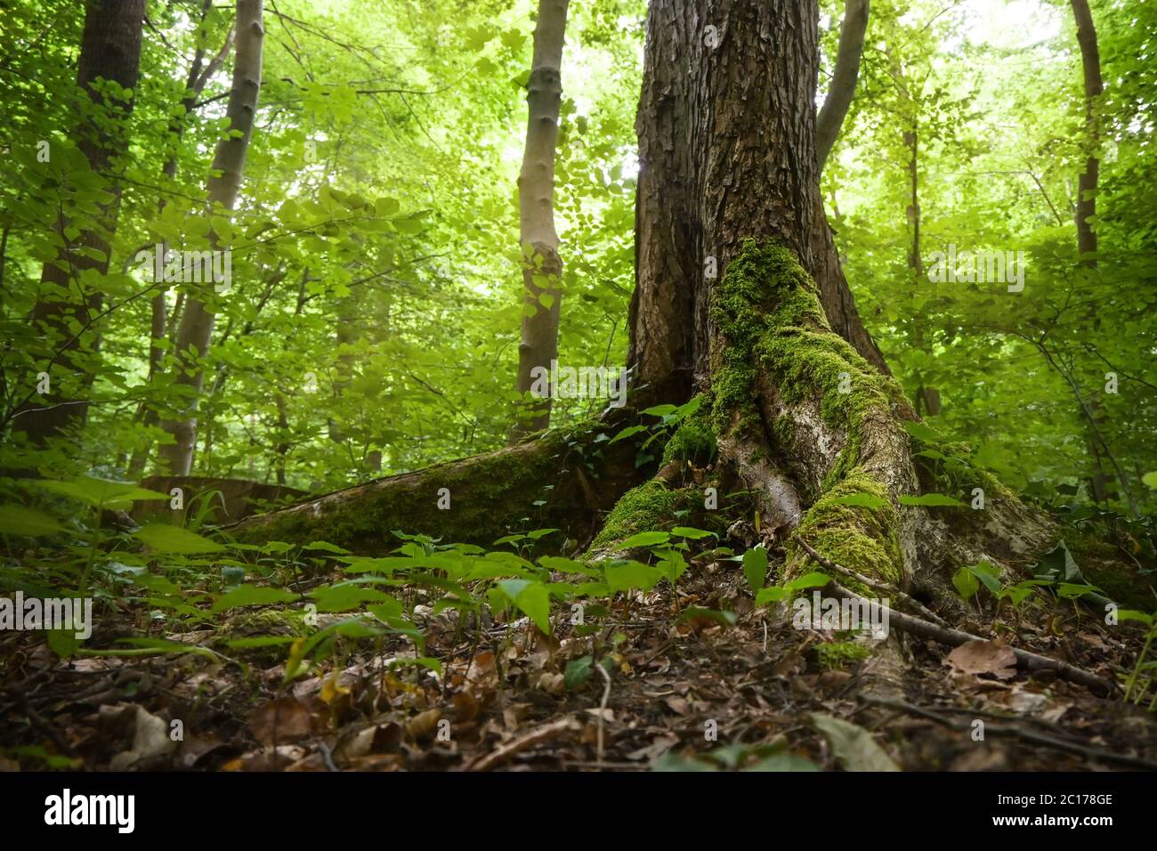 Wurzeln eines alten Baumes mit Moos und Efeu bewachsen in einem natürlichen Laubwald, mystische Feenlandschaft, Kopierraum, ausgewählter Fokus schmale Tiefe des Fie Stockfoto