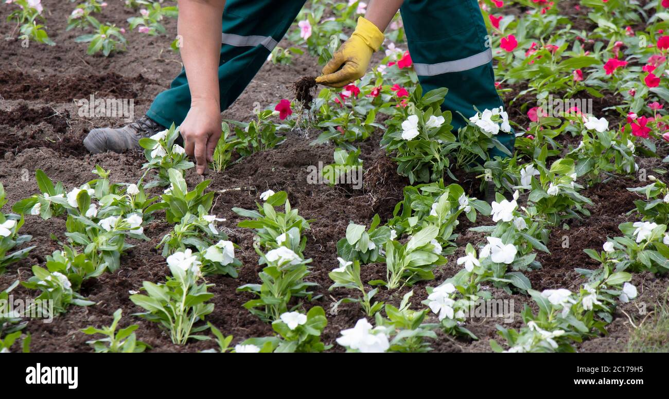 Professioneller Gärtner, der Blumen im Park pflanzt, Detail der Hände in Handschuhen mit Kelle und Blumenwurzel Stockfoto