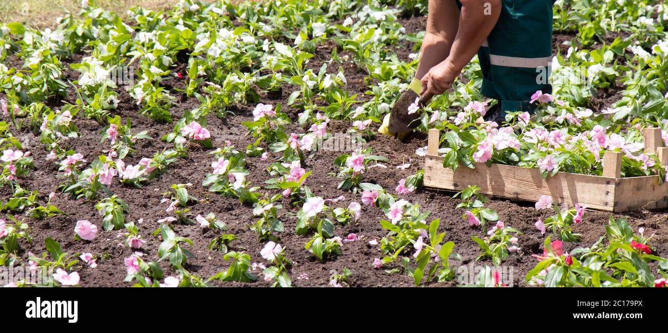 Professioneller Gärtner, der Blumen im Park pflanzt, Hände mit einer Kelle und einem Holzbehälter Stockfoto