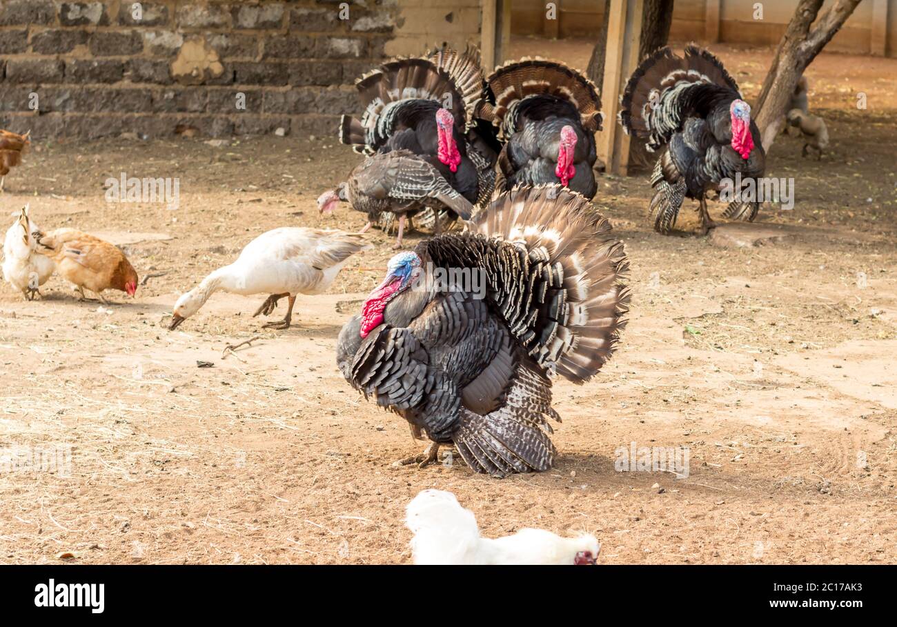 Truthähne in einem Hof Stockfoto