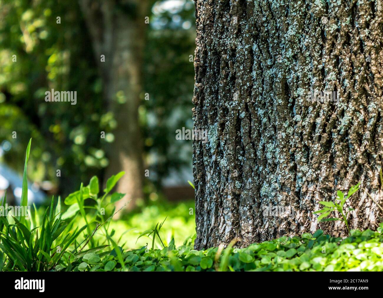 Baumstamm mit Fraktalen Textur Rinde und Flechten Wachstum hautnah Stockfoto
