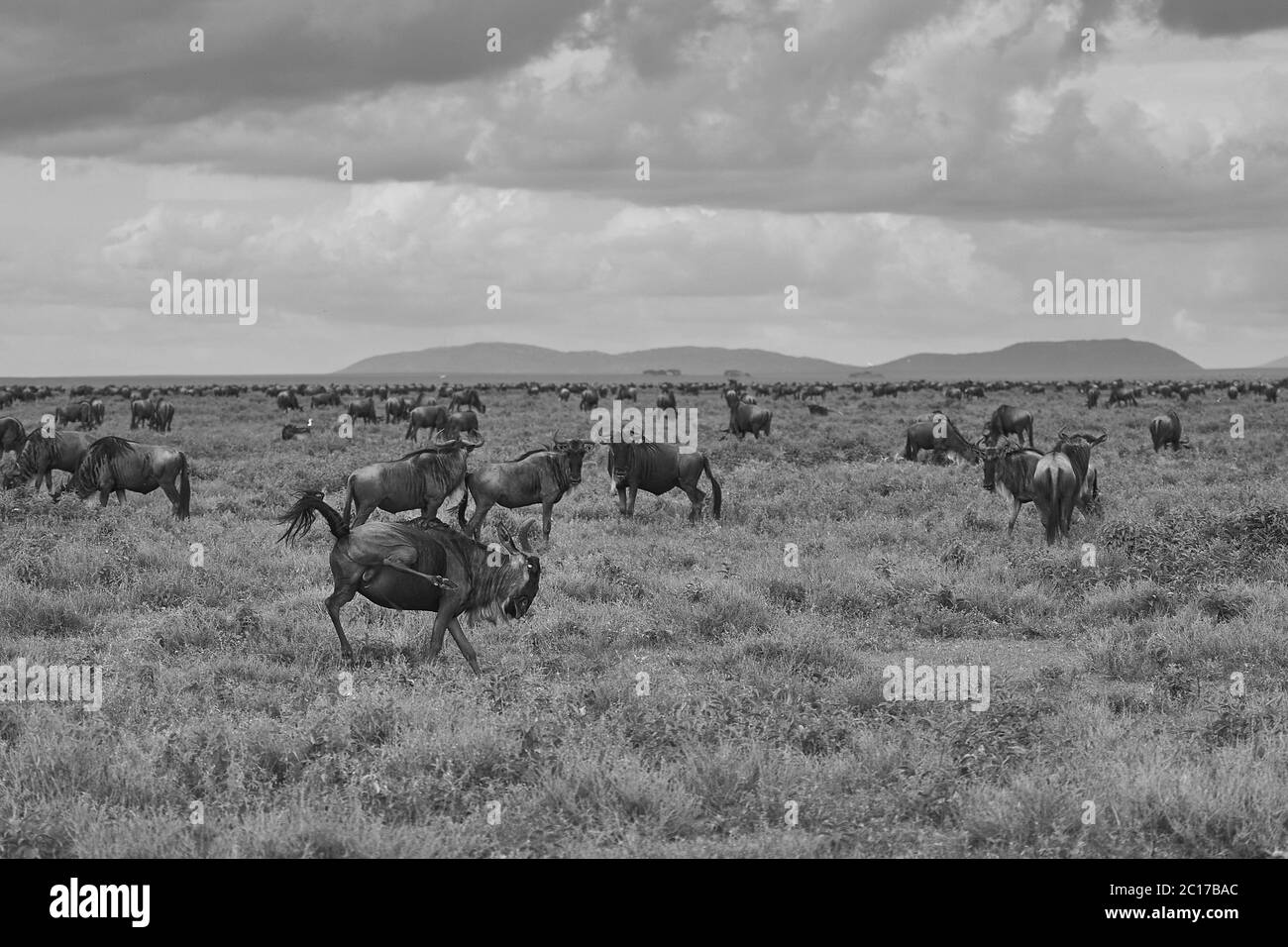 Große Migration Serengeti GNU Wildebeest Zebra Connochaetes taurinus Stockfoto