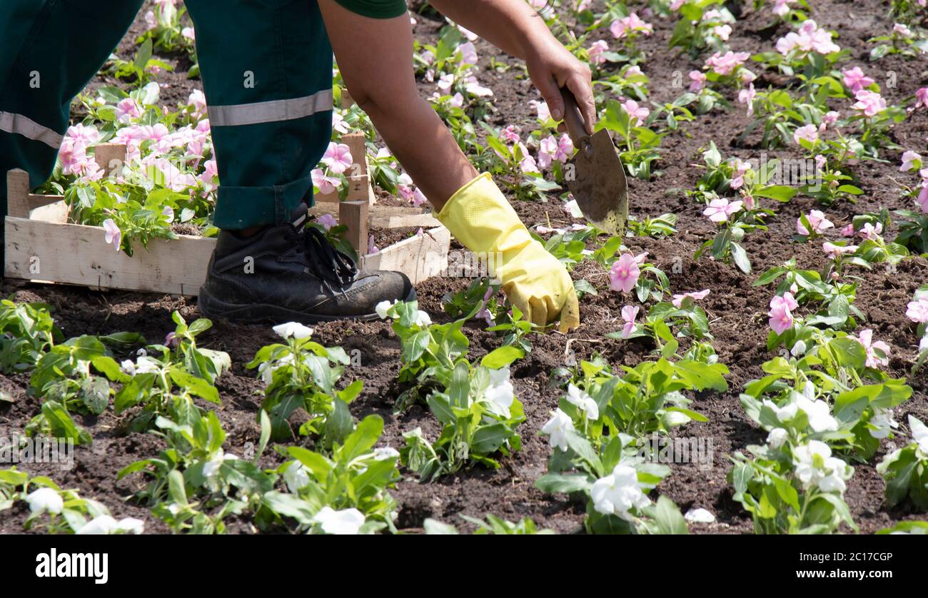 Professioneller Gärtner, der Blumen im Park pflanzt, Detail der Hände in Handschuhen mit einer Kelle und Holzbehälter Stockfoto