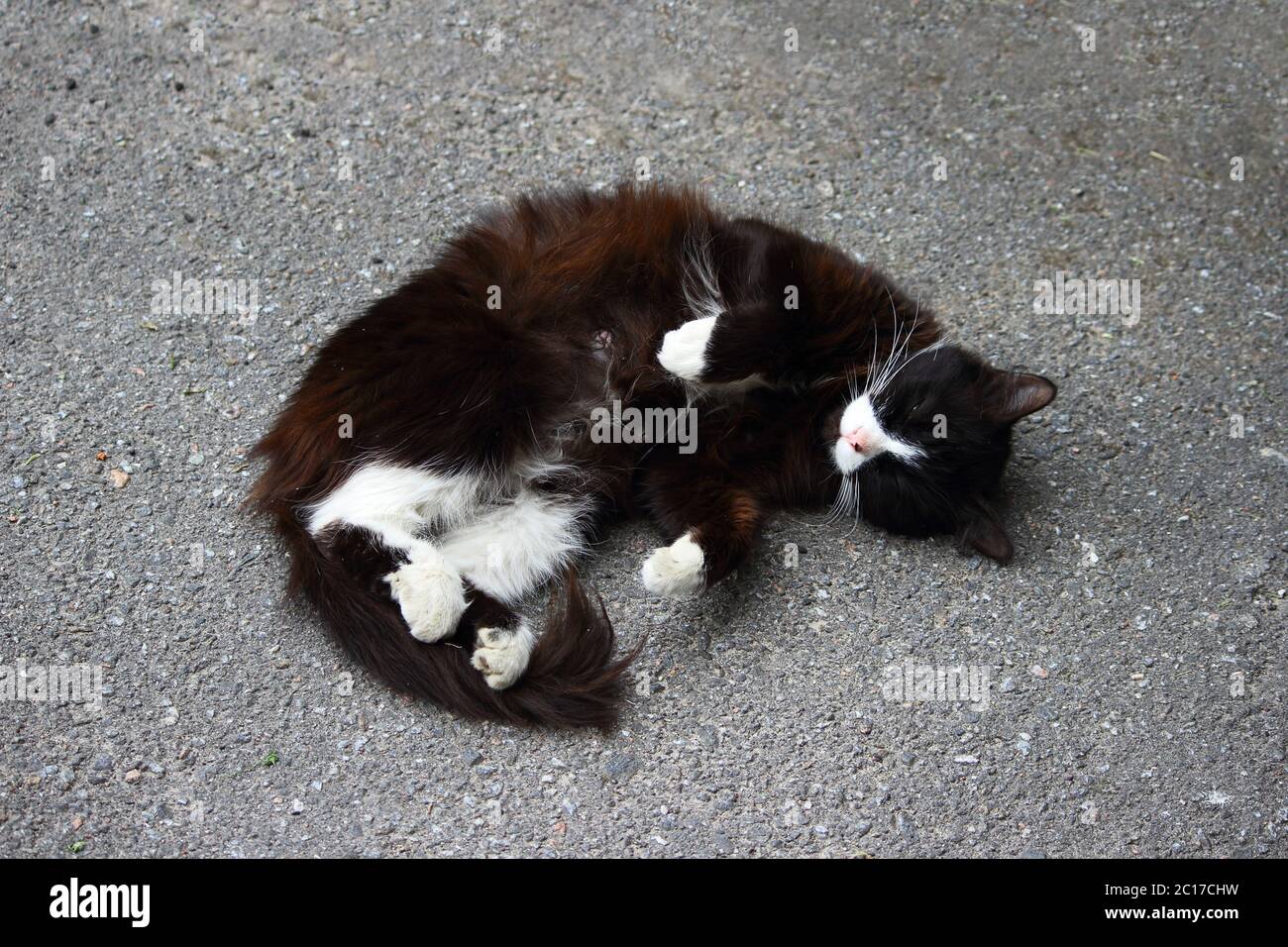 Schwarz / weiß Katze zusammengerollt auf dem Asphalt die Hitze des Sommers zu genießen. Stockfoto