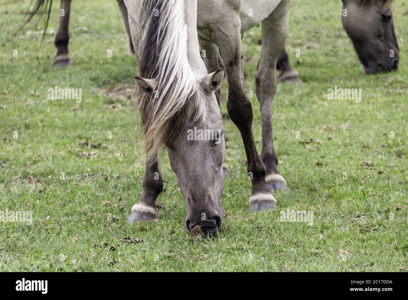 Wildpferde bei Merfelder Bruch, Dülmen, Nordrhein-Westfalen, Juni, Stockfoto