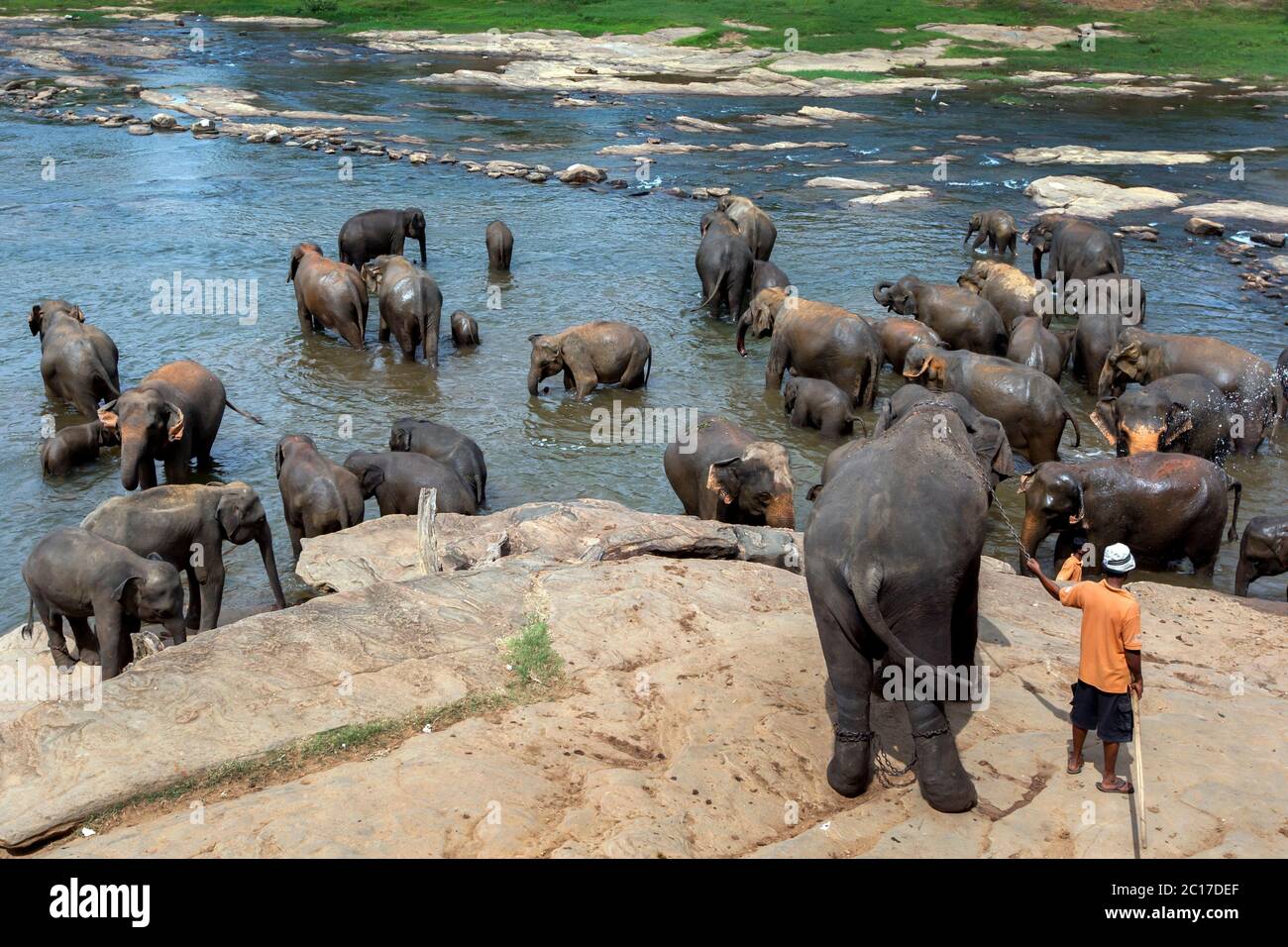 Elefanten aus dem Pinnawala Elefantenwaisenhaus baden im Maha Oya Fluss. Zweimal täglich baden die Elefanten im Fluss. Stockfoto