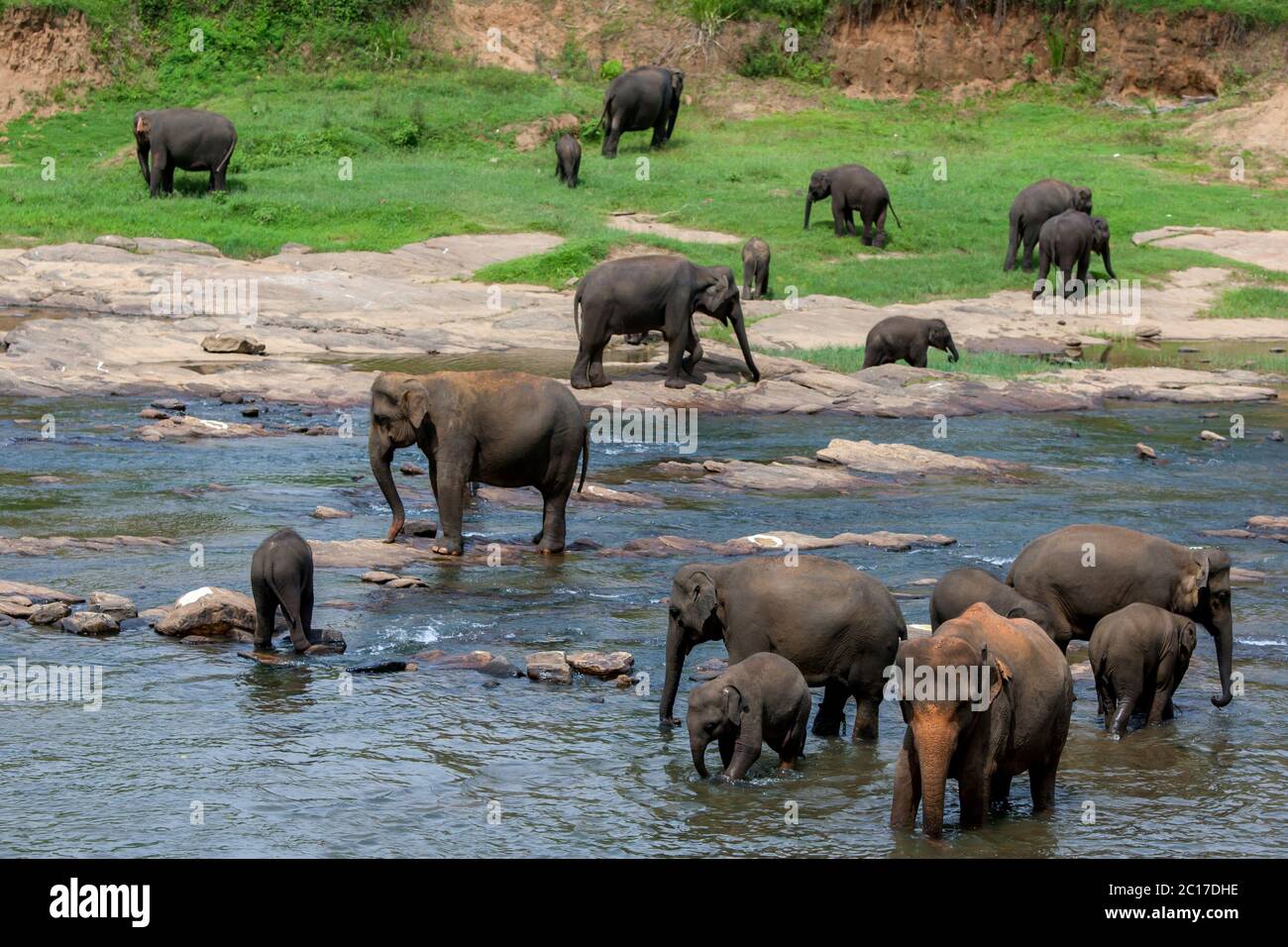Elefanten aus dem Pinnawala Elefantenwaisenhaus baden im Maha Oya Fluss. Zweimal täglich baden die Elefanten im Fluss. Stockfoto