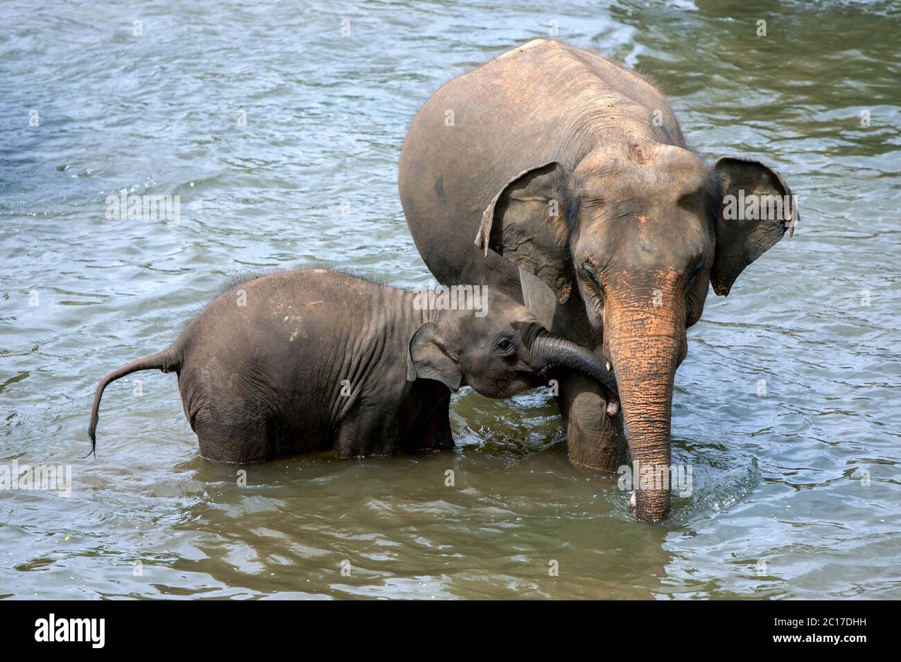 Ein Elefant und Kalb aus dem Pinnawala Elefantenwaisenhaus baden im Maha Oya Fluss. Zweimal täglich baden die Elefanten im Fluss. Stockfoto