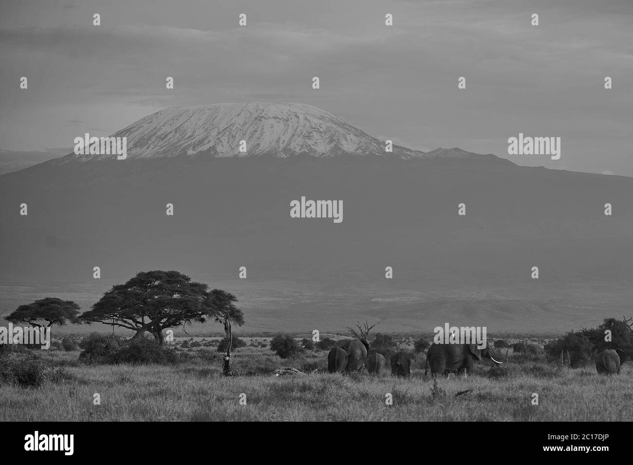 Elefantengruppe Amboseli - Big Five Safari -Kilimandscharo Afrikanischer Buschelefant Loxodonta africana Stockfoto