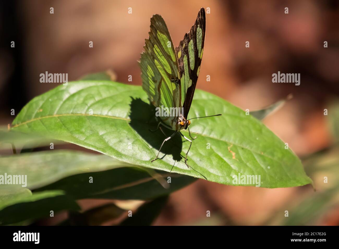 Nahaufnahme von Schmetterling auf einem Blatt, Amazonas, Brasilien Stockfoto