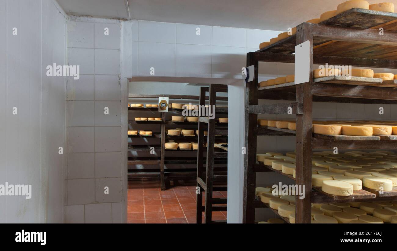 Blick auf das Innere eines alternden Kellers von Käse mit Holzregalen und Käse verschiedener Art Stockfoto