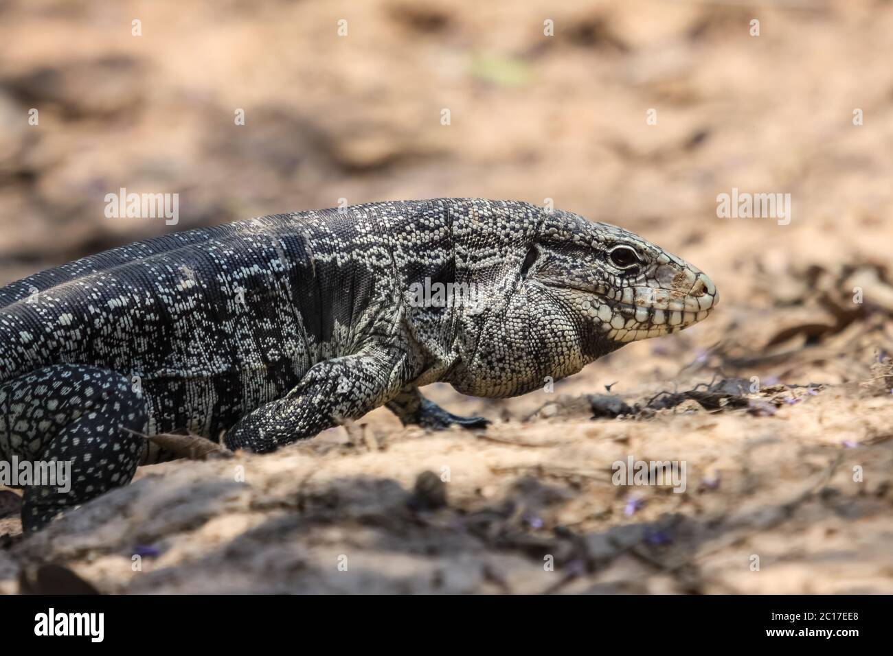 Profil von einem schwarz-weiß Teju, Pantanal, Brasilien Stockfoto