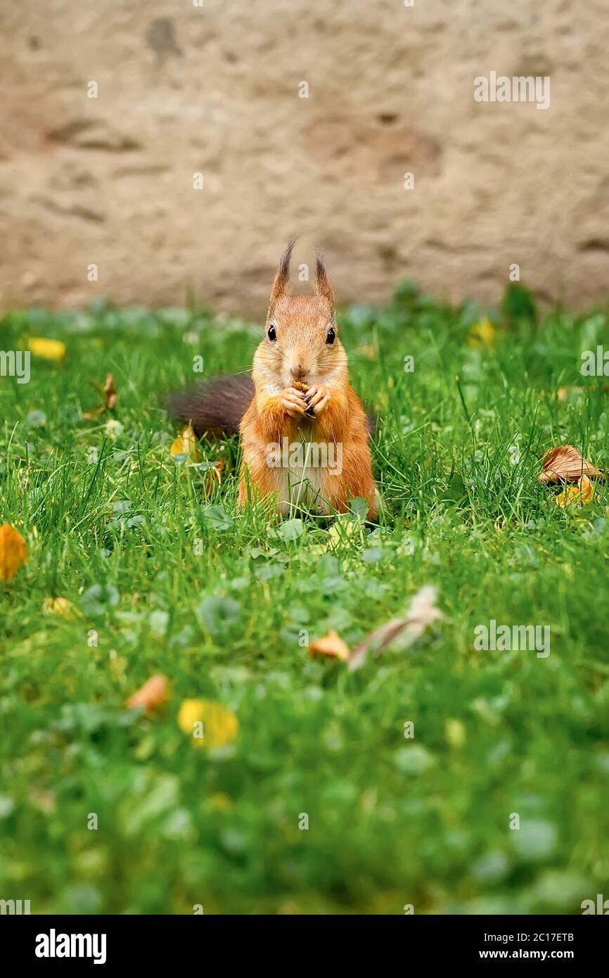Niedliches rotes Eichhörnchen im grünen Gras frisst eine Nuss, Herbst in einem Stadtpark, Ernte essbare Bestände für den Winter Stockfoto