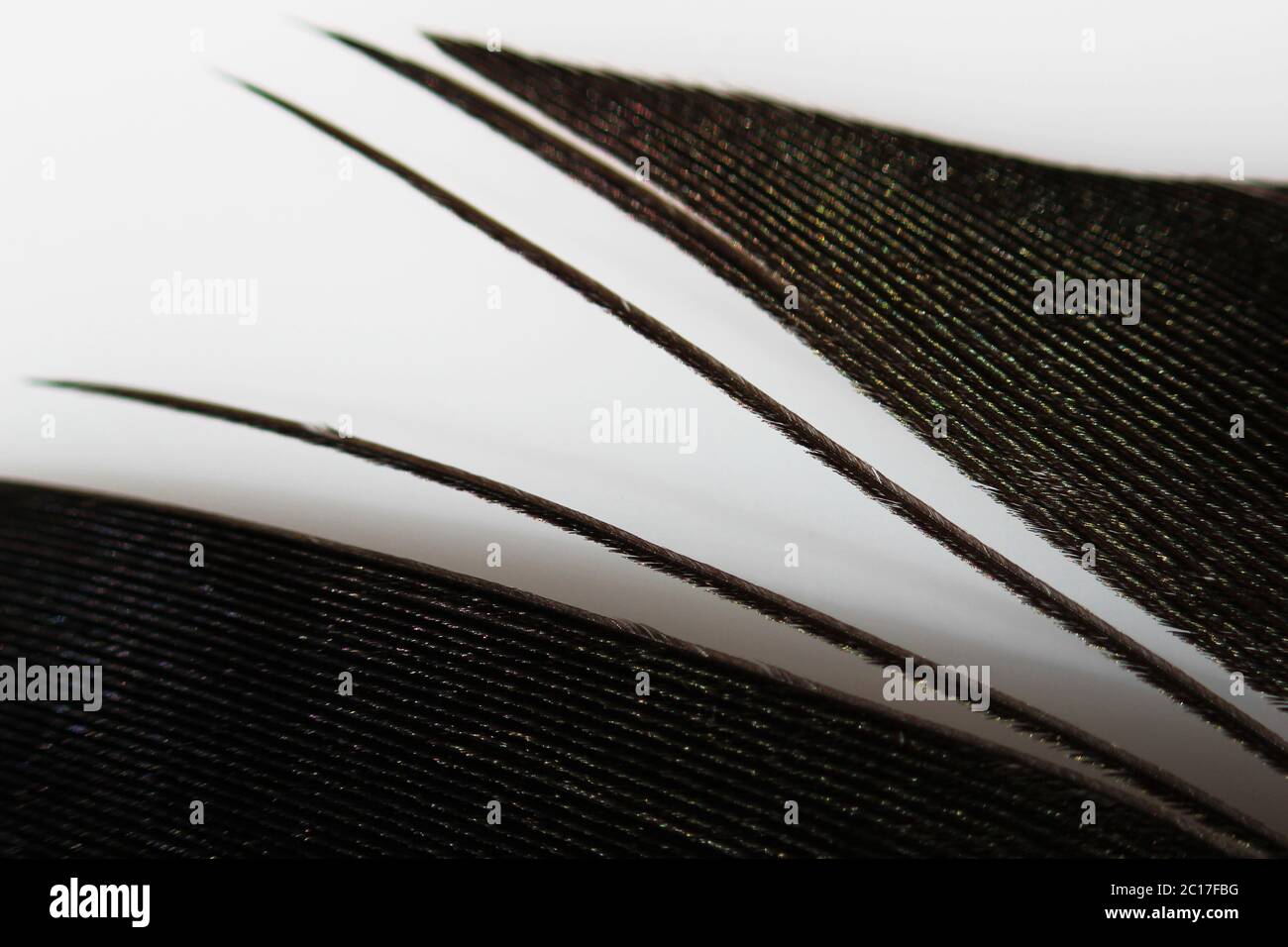 Makro schwarze Feder Elstern mit vielfarbigen überläuft auf weißem Hintergrund. Stockfoto