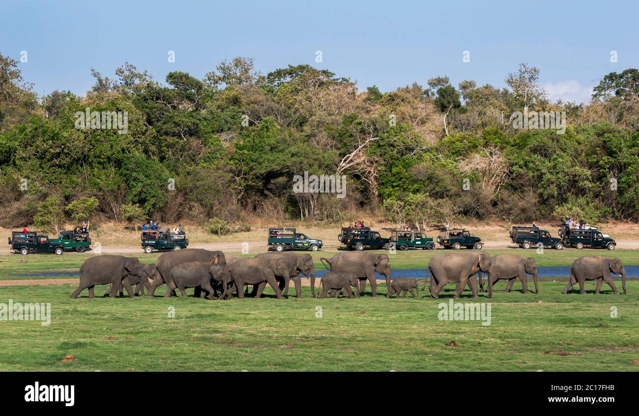 Touristen an Bord einer Flotte von Safari Jeeps beobachten eine Herde wilder Elefanten auf dem Weg zu einem Drink am Tank im Minniya Nationalpark in Sri Lanka. Stockfoto