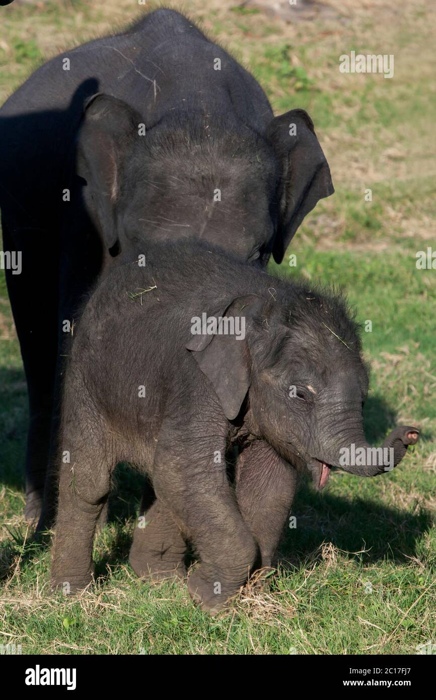 Ein sehr junges Elefantenkalb im Minniya Nationalpark. Der Nationalpark Minniya liegt in Zentral-Sri Lanka und beherbergt rund 300 Elefanten. Stockfoto