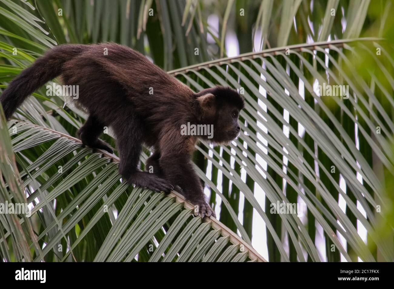 Brauner Kapuziner Klettern auf einem Palmblatt, Atlantischen Regenwaldes, Itatiaia, Brasilien Stockfoto