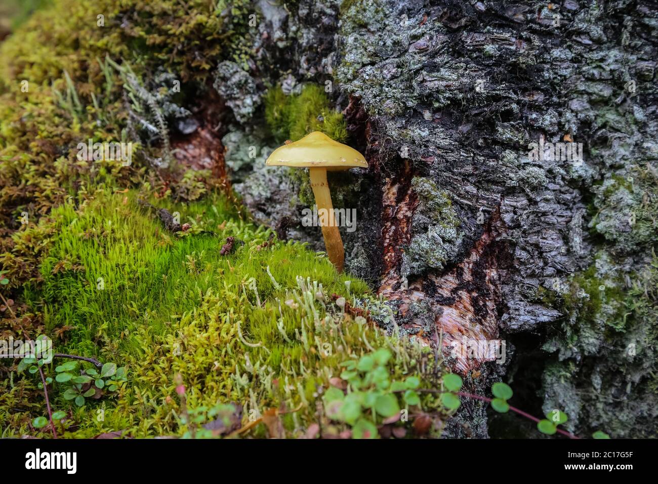 Isolierte Pilze im Wald, eingebettet zwischen Moos und einem Baumstamm, Russian River Falls Trail, Aras Stockfoto