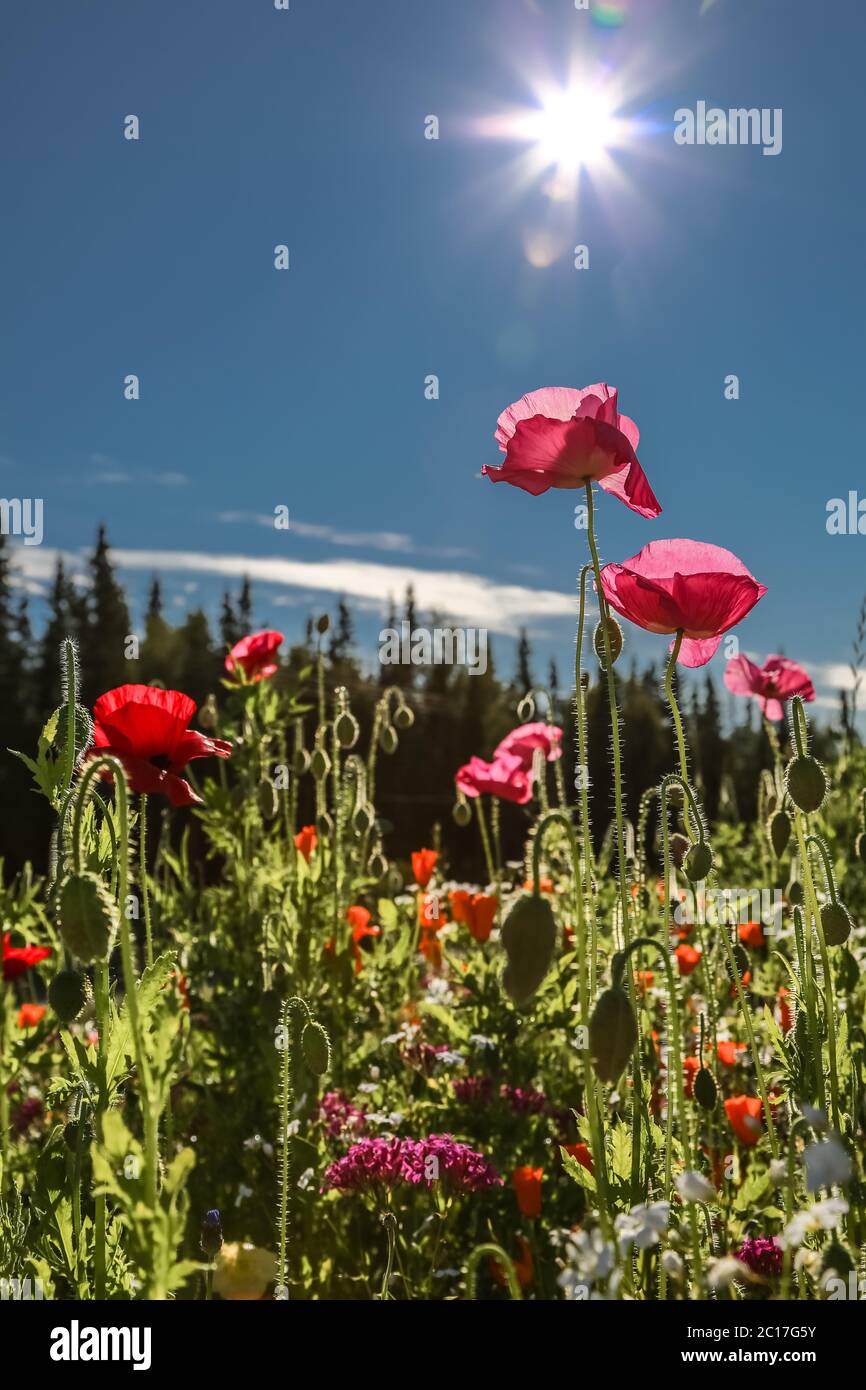 Nahaufnahme von bunten Wildblumen mit Sonnenlicht, Kenai Halbinsel, Alaska Stockfoto