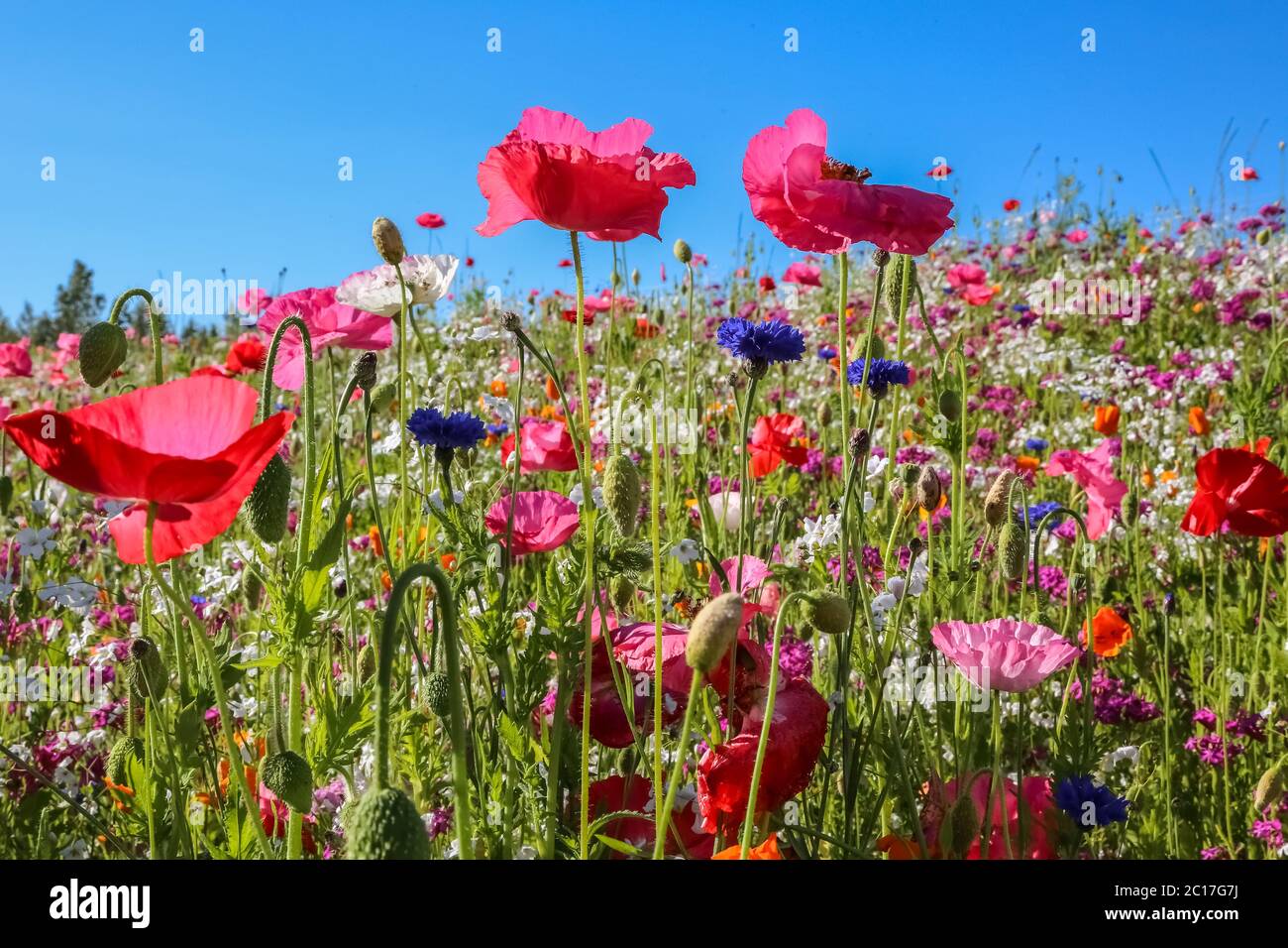 Nahaufnahme von bunten Wildblumen, Kenai Halbinsel, Alaska Stockfoto